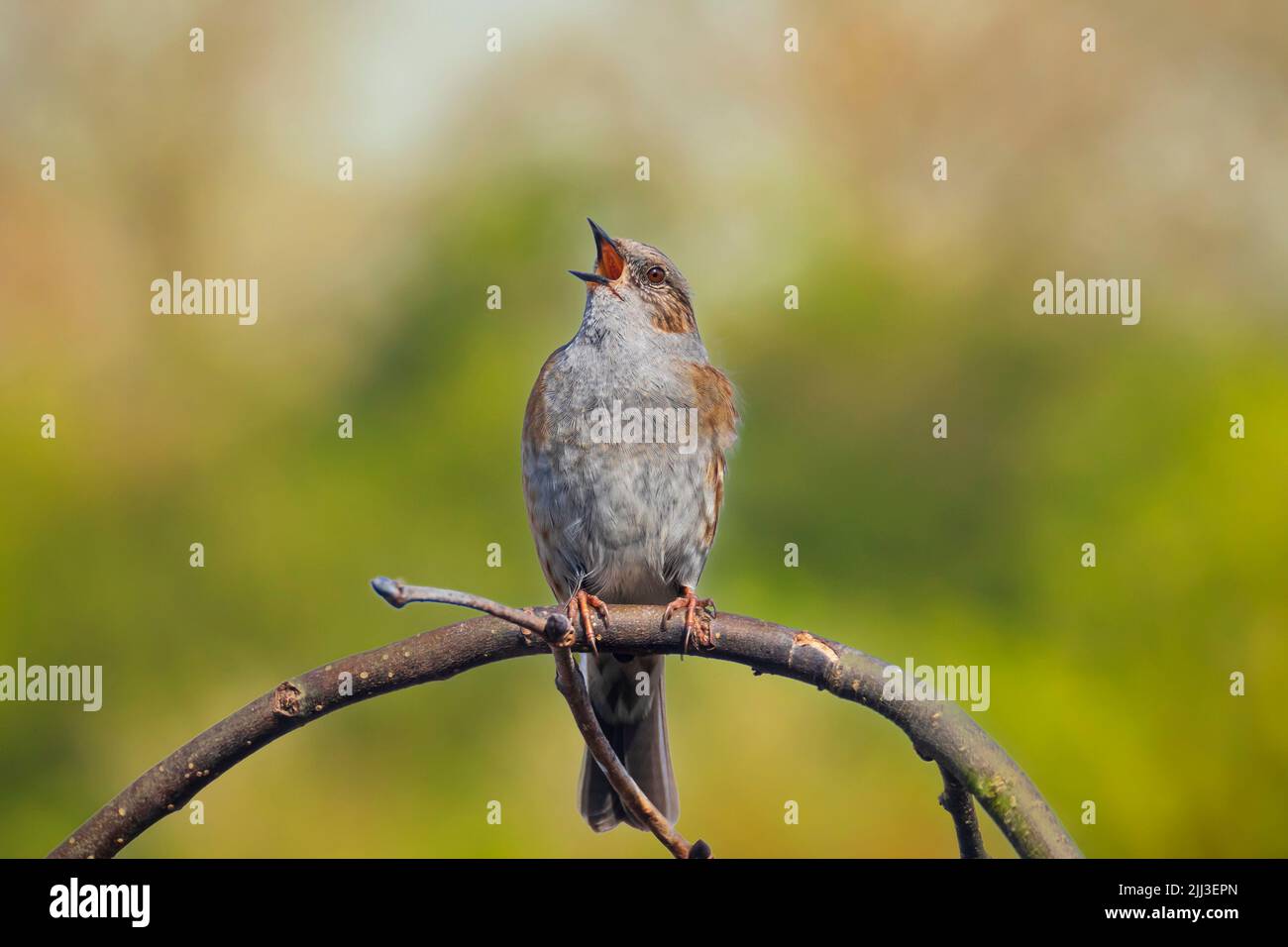 Close-up de una, Prunella modularis Dunnock, pájaros en un árbol de pantalla y cantando una canción de madrugada durante la primavera para atraer a una mujer. Foto de stock