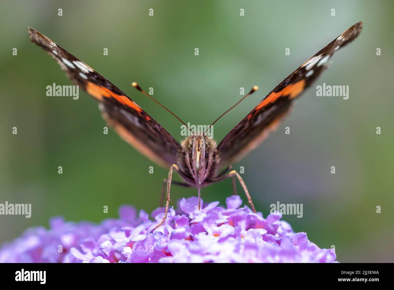 Almirante rojo mariposa, Vanessa Atalanta, alimentando el néctar de una mariposa púrpura-bush en el jardín. La brillante luz del sol, y colores vibrantes. Foto de stock