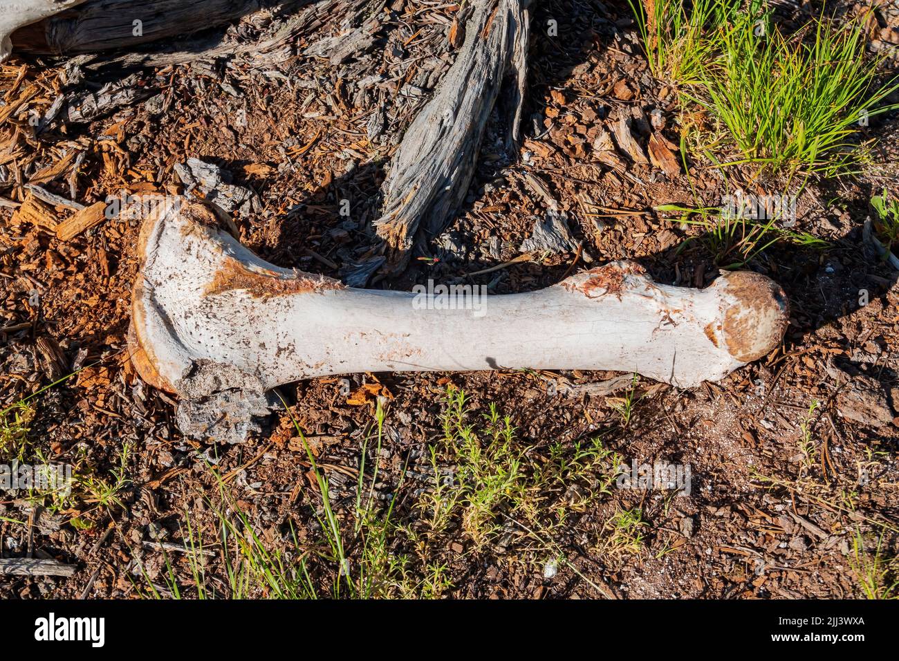 Primer plano de hueso de bisonte blanco en Wyoming Foto de stock