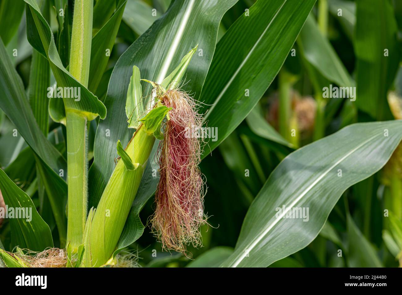 Campo de maíz con mazorcas de maíz y seda creciendo sobre tallos de maíz. Concepto de etanol, agricultura y agricultura Foto de stock