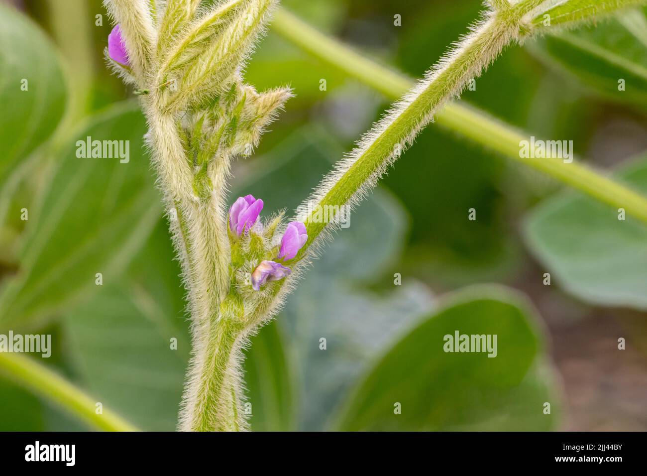 Flor y vaina de la planta de la soja. Polinización, salud vegetal y concepto agrícola. Foto de stock