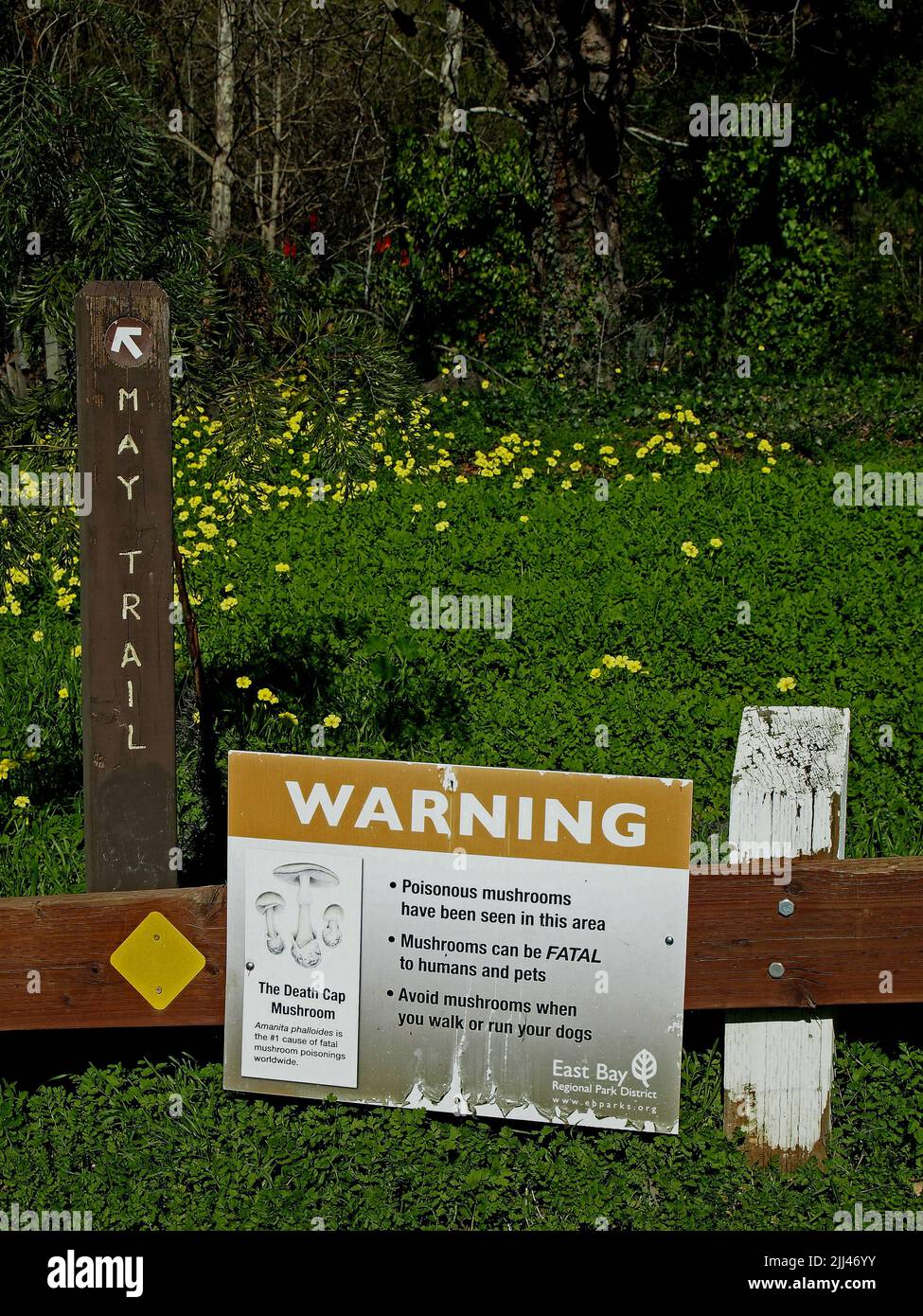 Señal de advertencia sobre hongos venenosos en un Parque Regional de East Bay, California Foto de stock