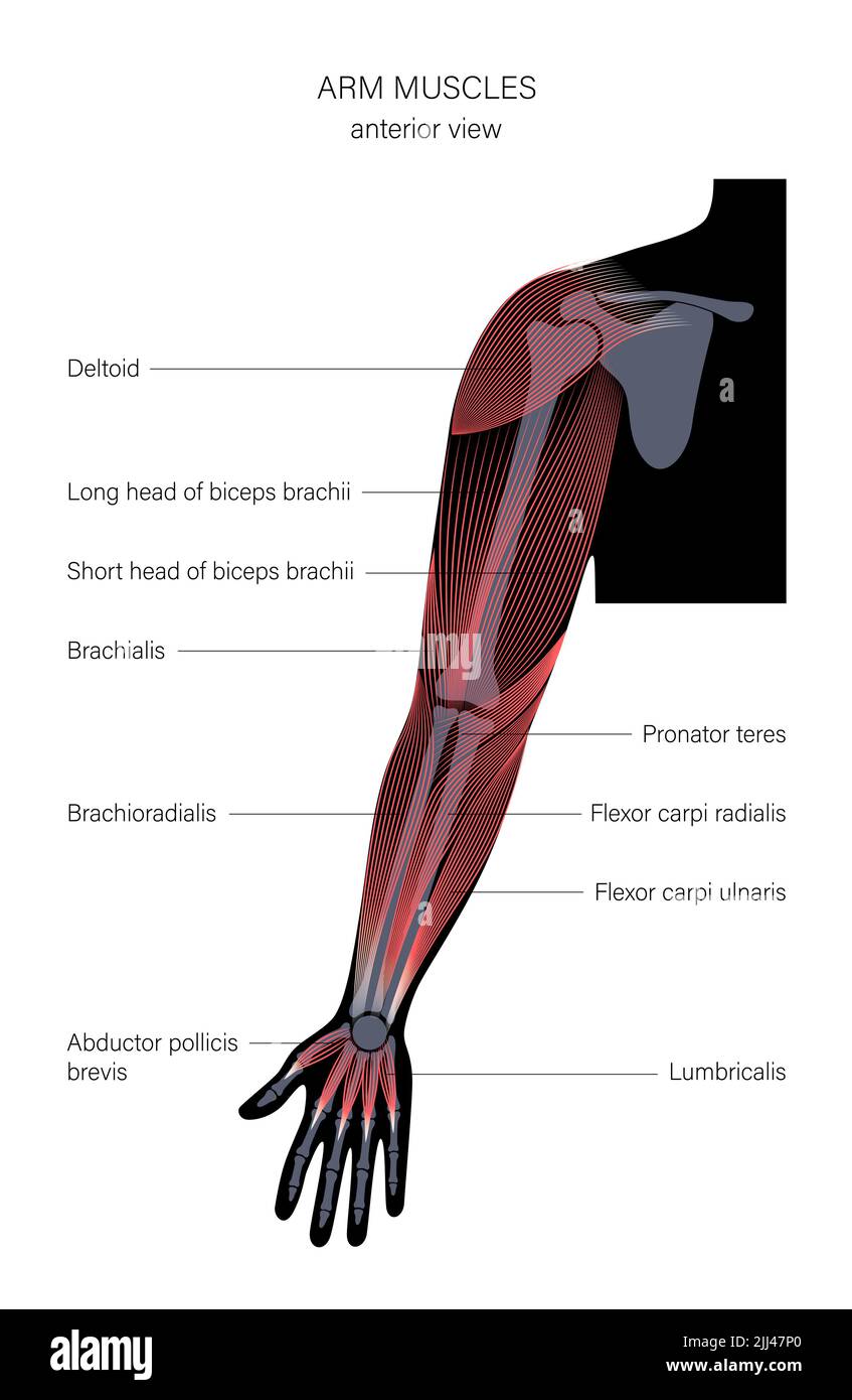 Musculo Braquial Del Codo Fotografías E Imágenes De Alta Resolución Alamy