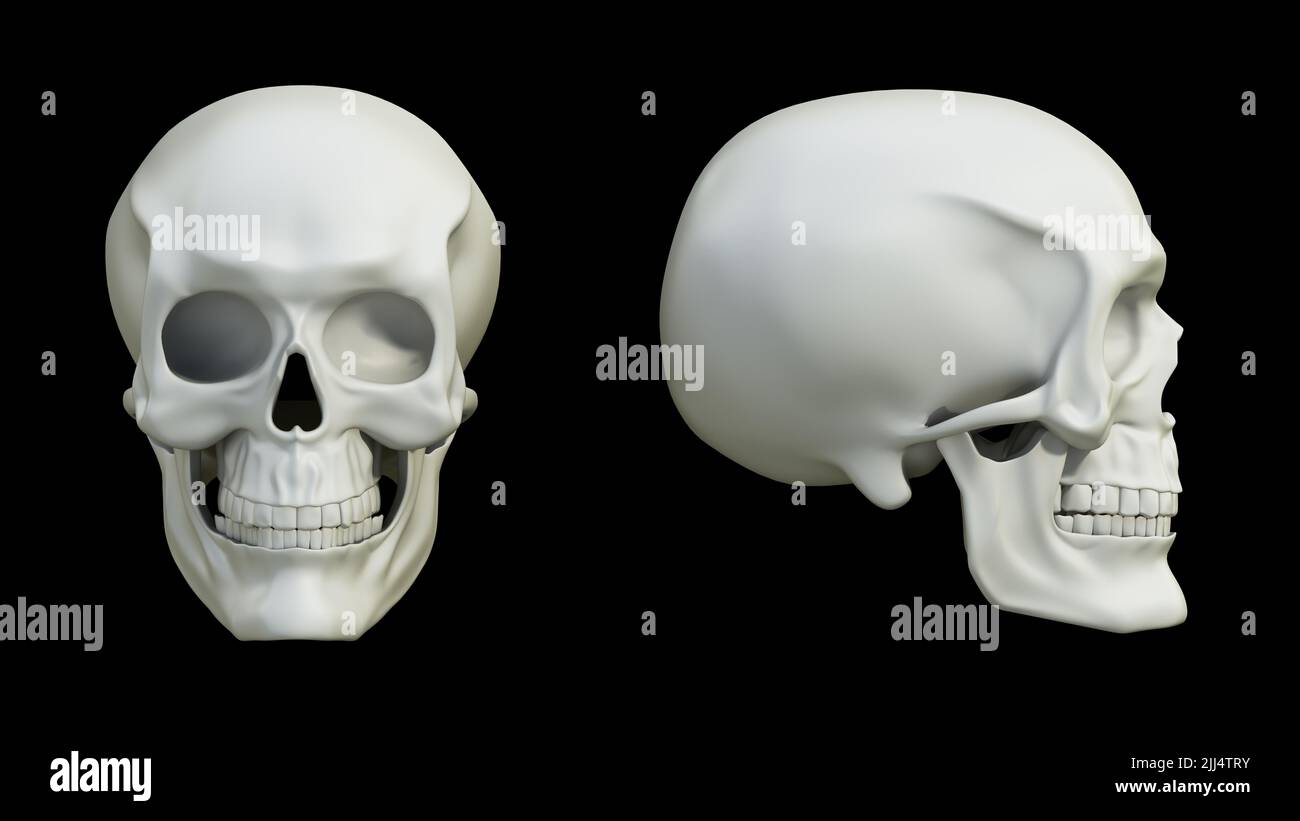 Ilustración en 3D de un cráneo con vistas frontal y lateral. Ilustración 3D. Foto de stock