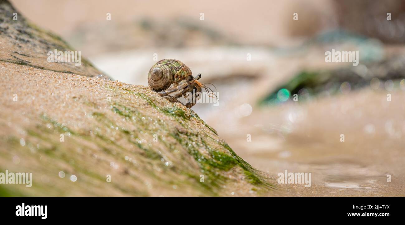 Cangrejo ermitaño en su hábitat natural, arrastrándose en la arena húmeda. Foto de stock
