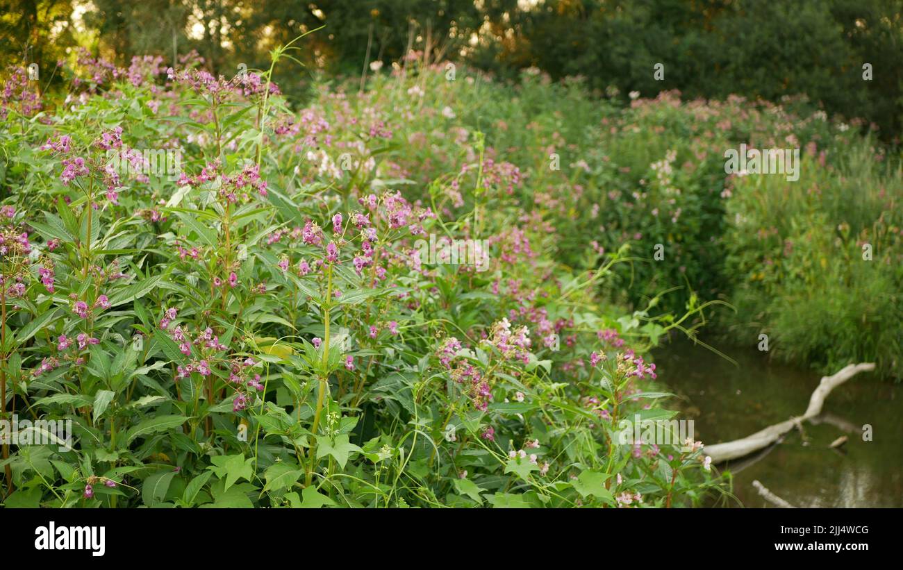 Himalayan balsam Impatiens glandulifera flor rosa flor, ornamental tocar jewelweed occidental miel insectos recoger achenes, invasor Foto de stock