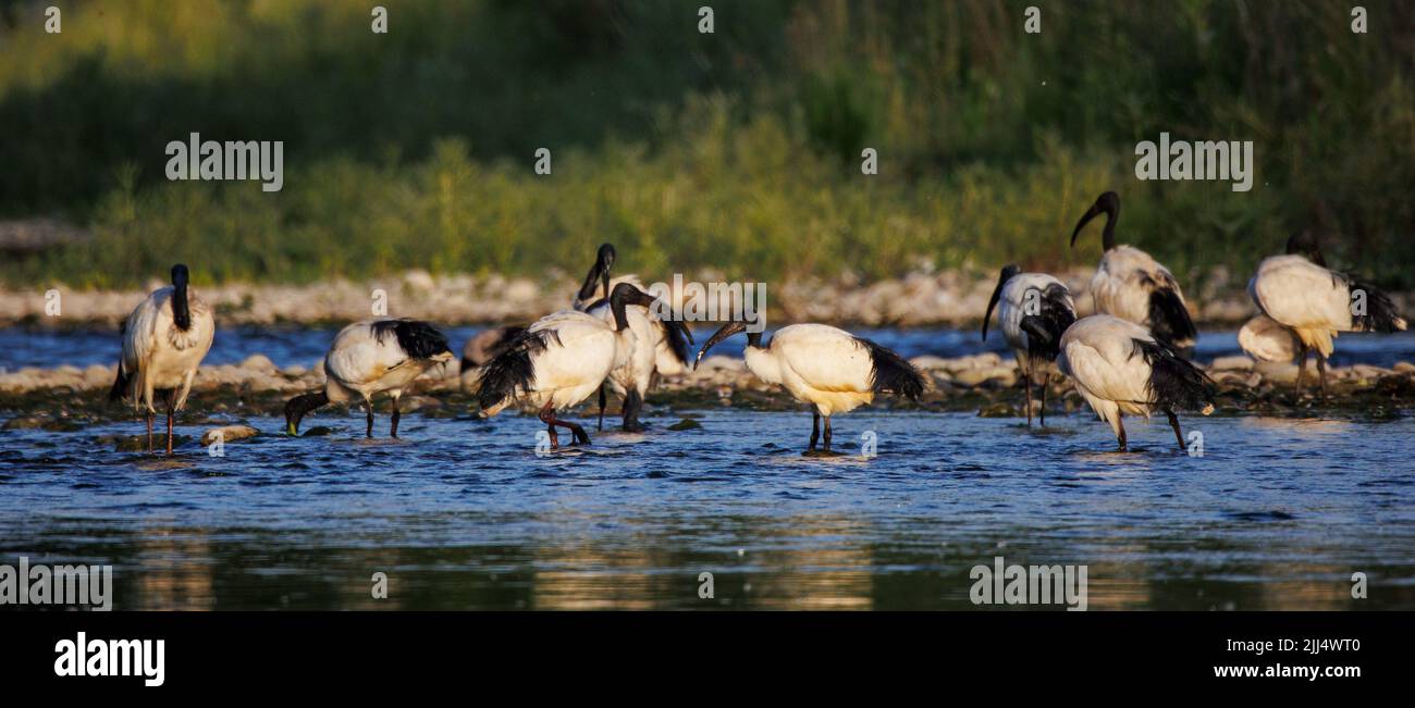 Grupo de ibis sagrado africano en el agua (Threskiornis aethiopicus), Crema, Italia Foto de stock