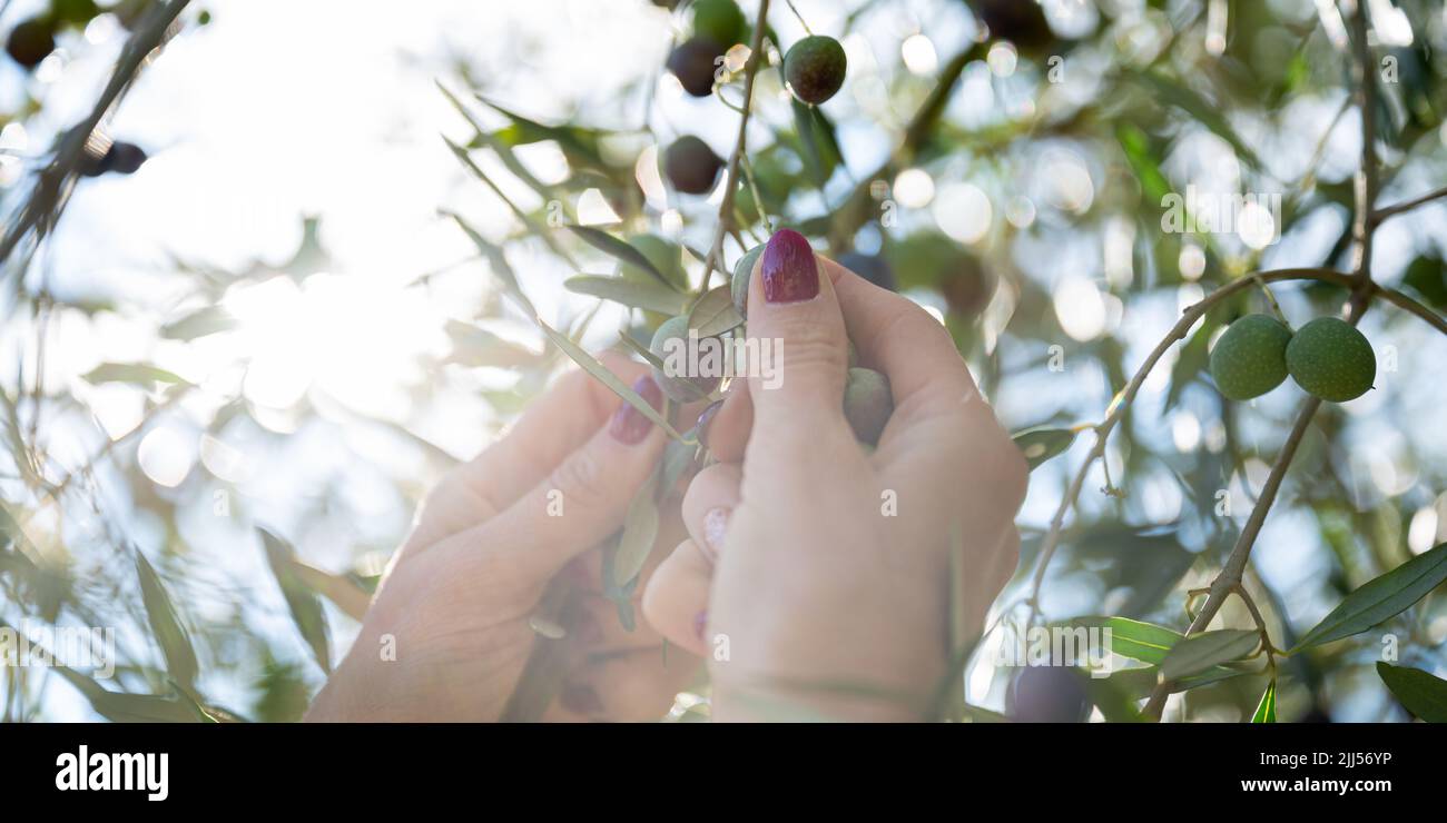 Vista desde abajo de las manos femeninas cosechando frutos de oliva maduros que crecen en un árbol. Foto de stock