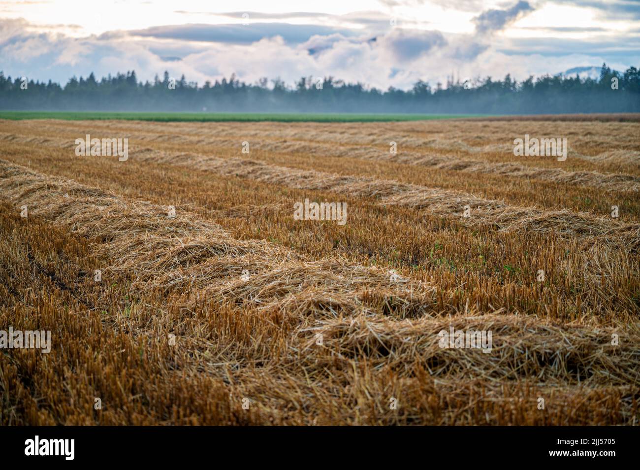 Campo de trigo dorado cosechado bajo cielo nublado con bosque en el fondo. Foto de stock