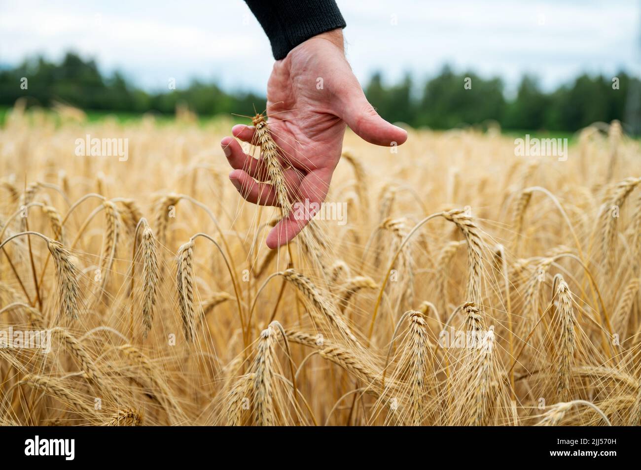 Vista de primer plano de la mano masculina que alcanza hacia abajo para tocar suavemente y golpear una oreja dorada de maduración de trigo que crece en el campo. Foto de stock