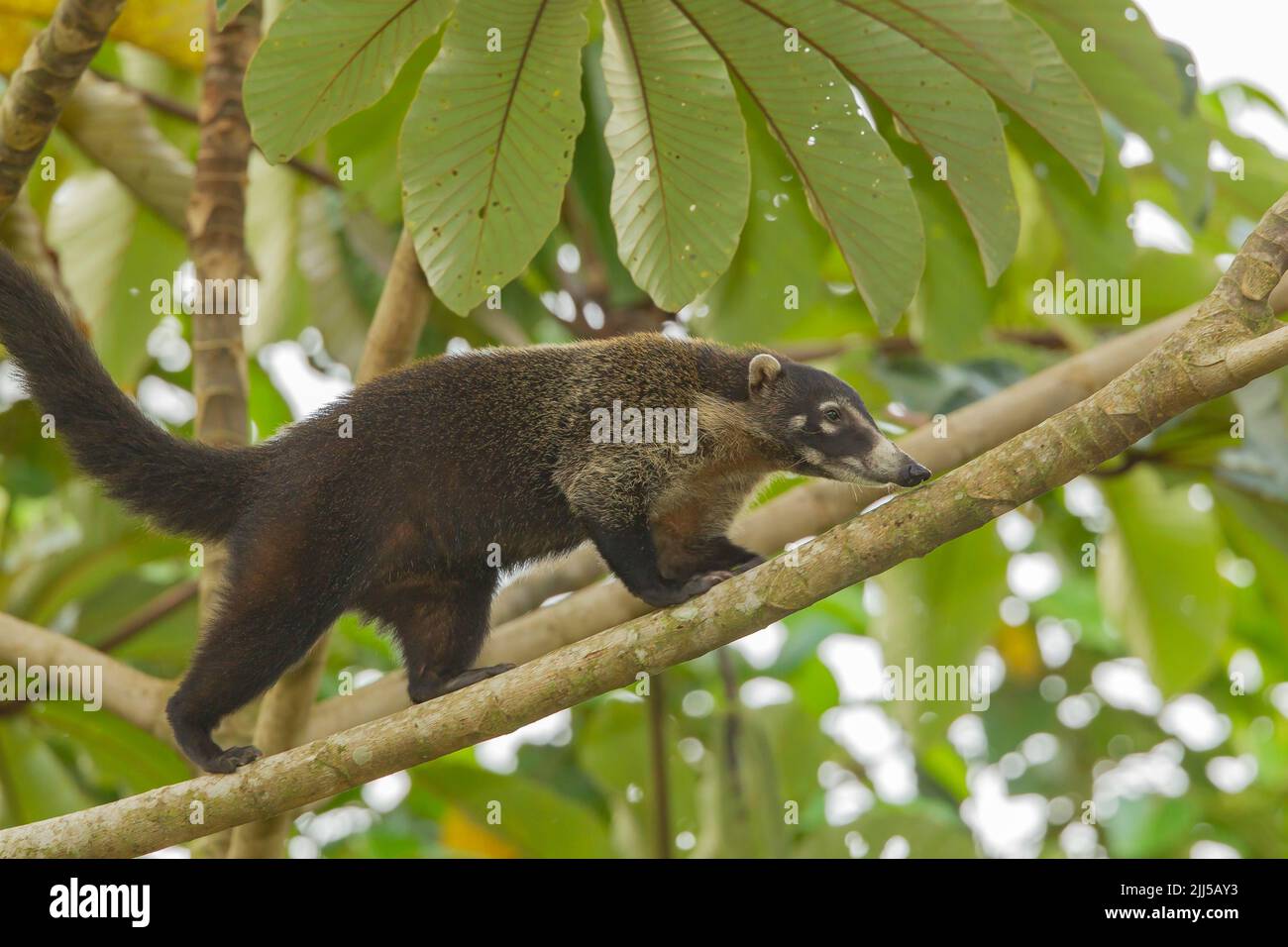 El coati centroamericano (Nasua narica), también conocido como coatimundi, forrajeo en árboles Foto de stock