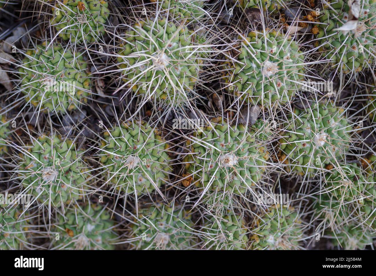 Primer plano de cactus en flor en el jardín Foto de stock