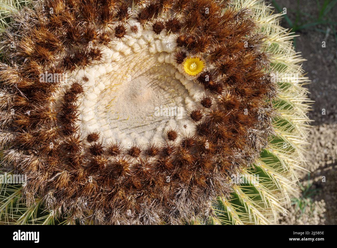 Primer plano de cactus en flor en el jardín Foto de stock