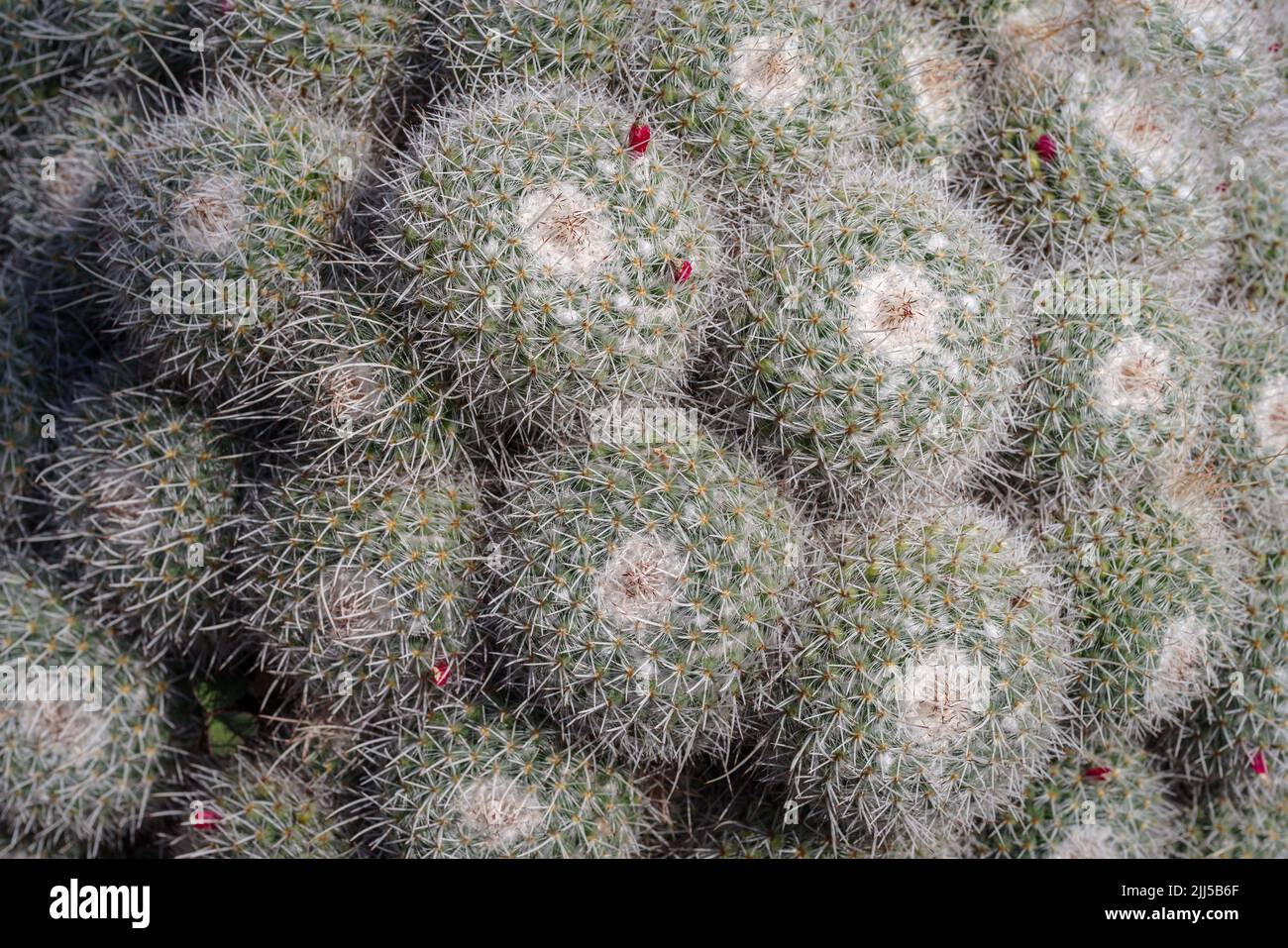 Primer plano de cactus en flor en el jardín Foto de stock