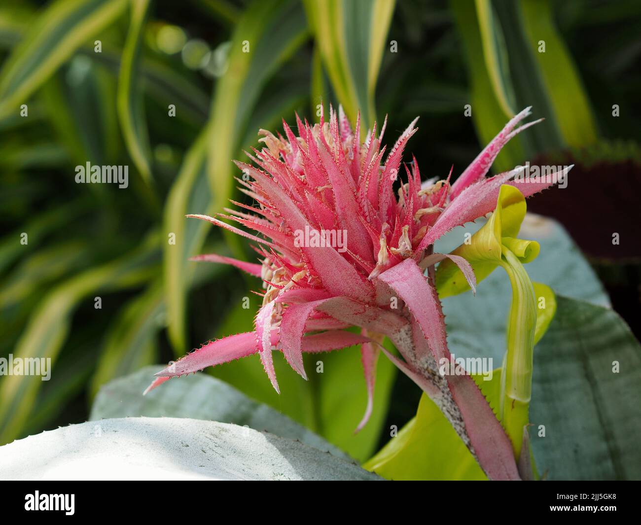 Fascinante flor rosada de una bromelia (Aechmea fasciata) en el invernadero tropical en Ottawa, Ontario, Canadá. Foto de stock