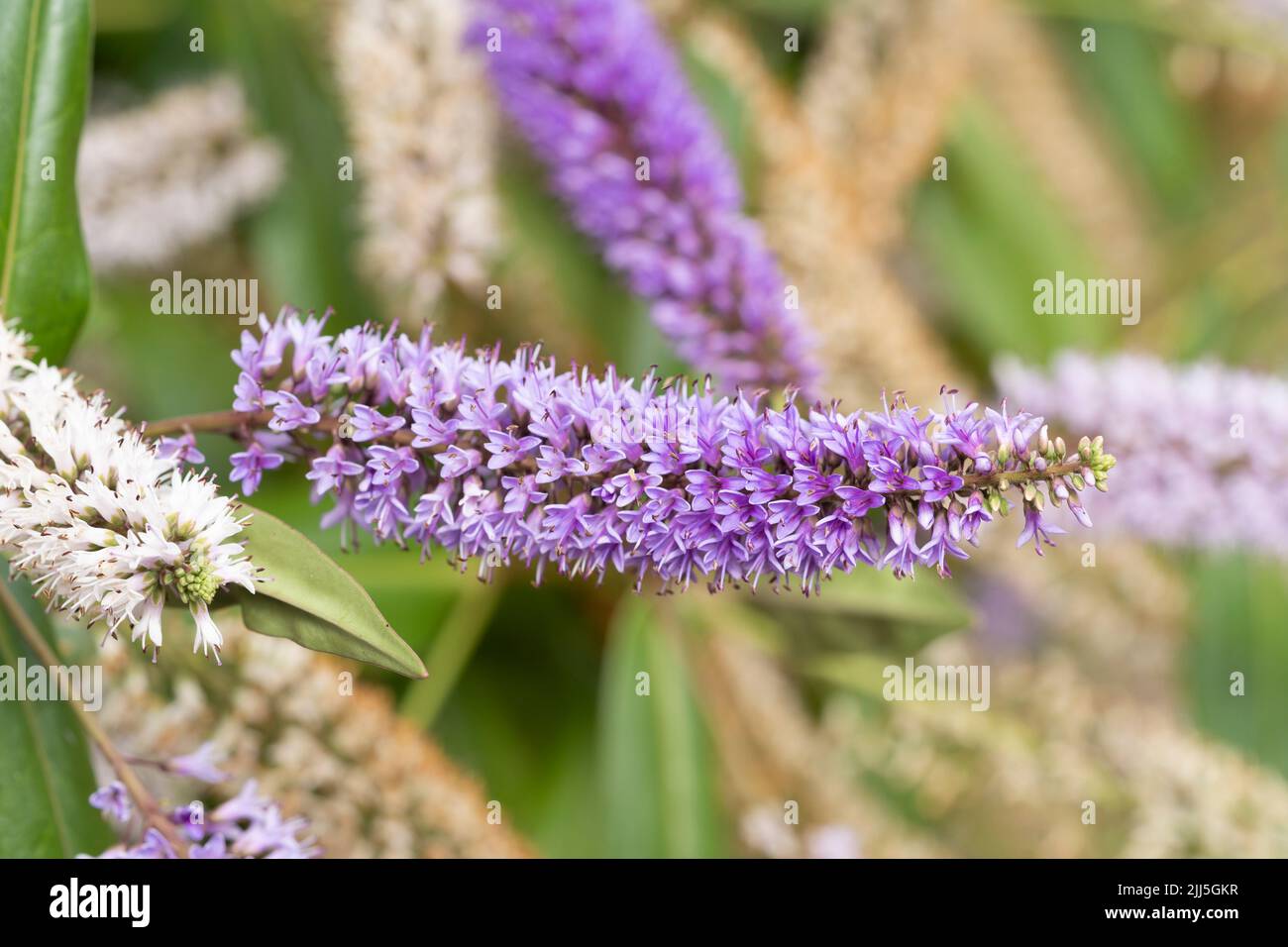 Una belleza Verónica a mitad de verano (o belleza hebe a mitad de verano) Un arbusto siempre verde con flores púrpuras y blancas que florecen en julio en Worcestershire, Inglaterra Foto de stock