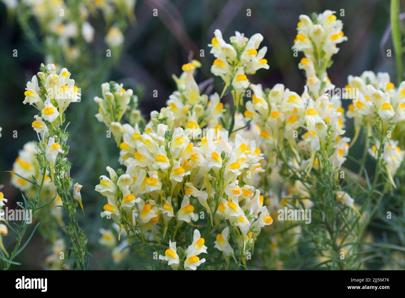 Linaria vulgaris, común de lino tostado, mantequilla-y-huevos flores amarillas de verano primer plano enfoque selectivo Foto de stock