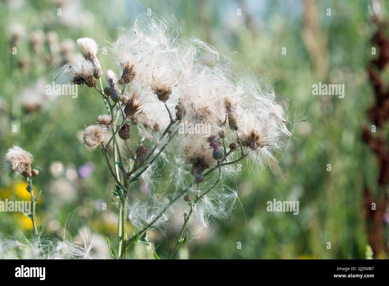 Cirsium arvense cardo rastrero semillas esponjosas en prado primer plano enfoque selectivo Foto de stock