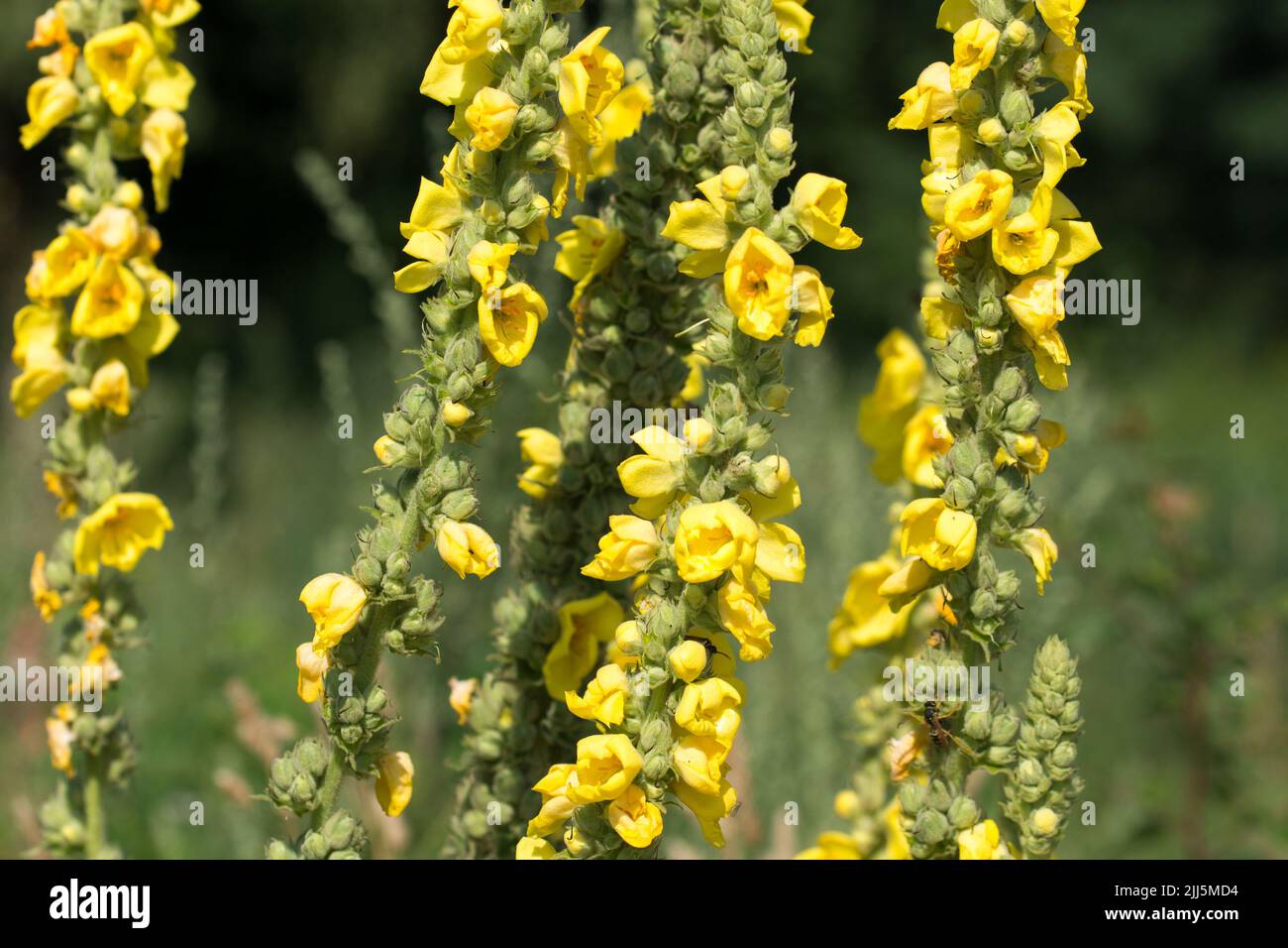 Verbascum thapsus, gran mullein amarillo flores de verano de primer plano enfoque selectivo Foto de stock