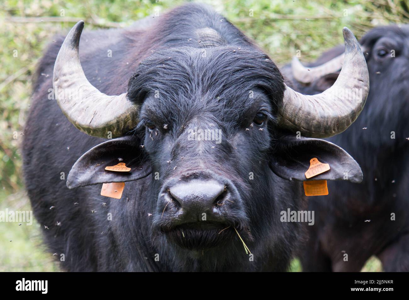 Retrato de un búfalo de agua domesticado (Bubalus bubalis) con marcas de oreja naranja Foto de stock