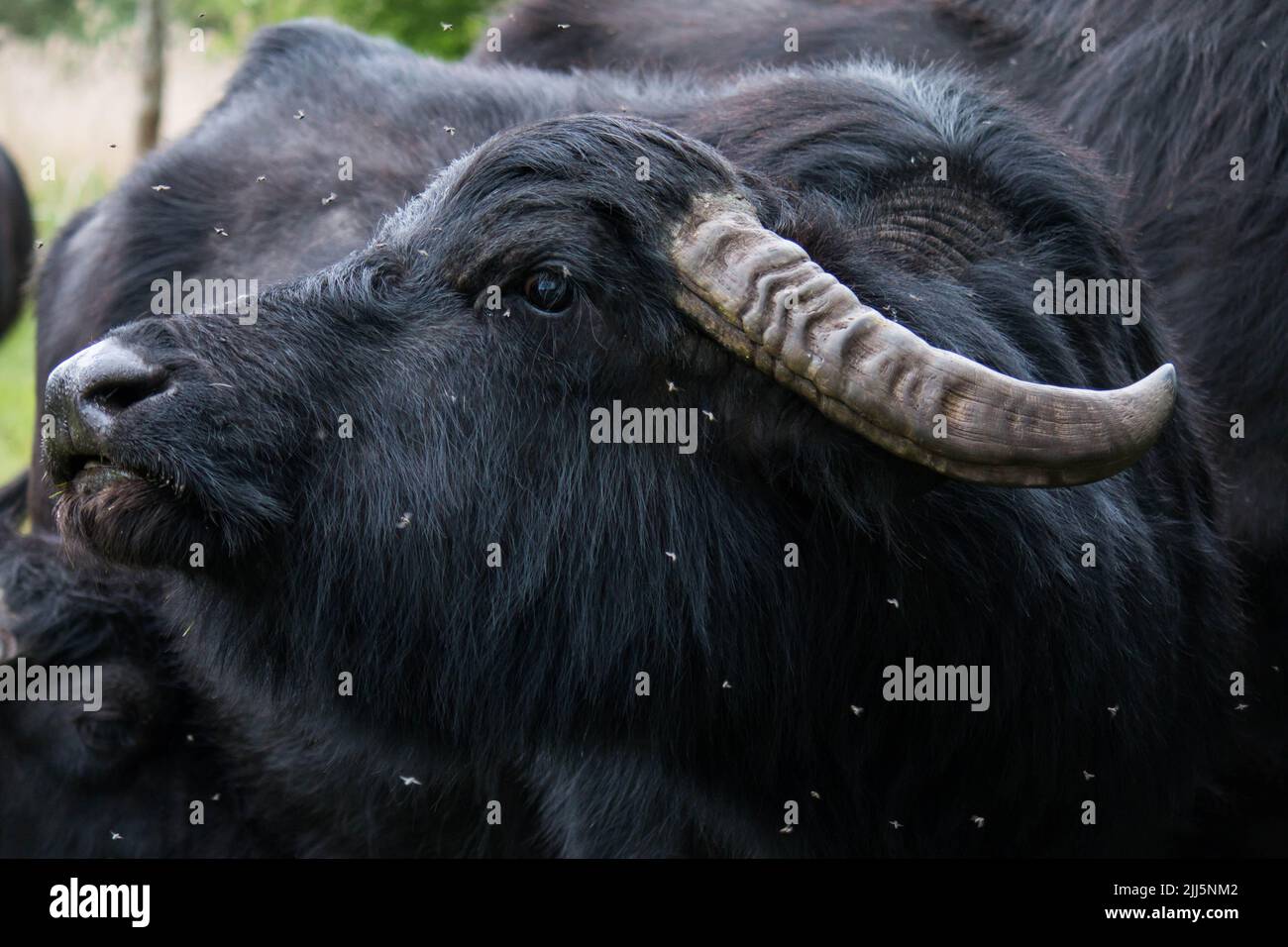 Retrato de un búfalo de agua (Bubalus bubalis) que sacude las moscas Foto de stock