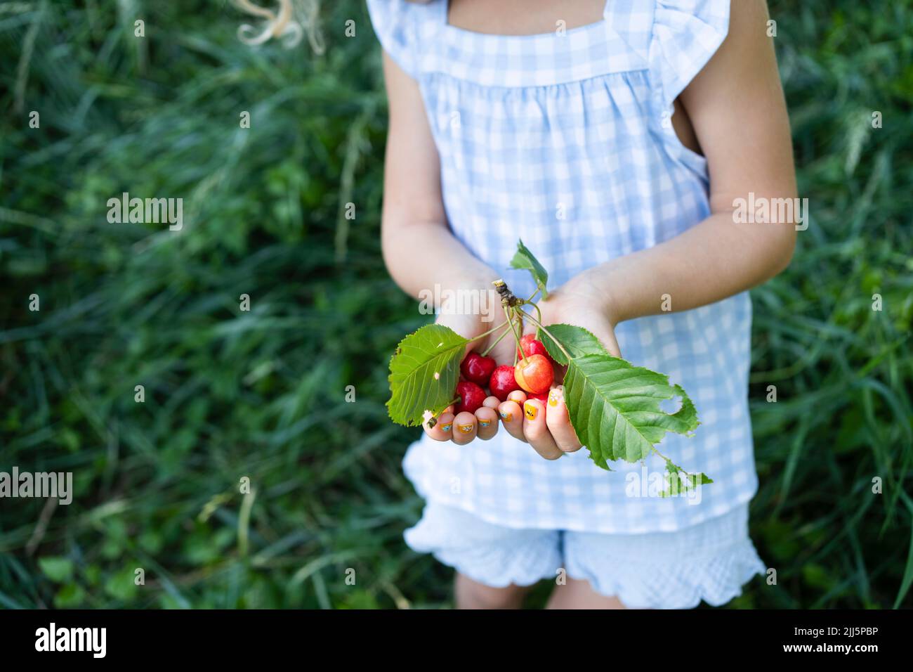 Chica con las manos ahuecada sosteniendo cerezas frescas Foto de stock