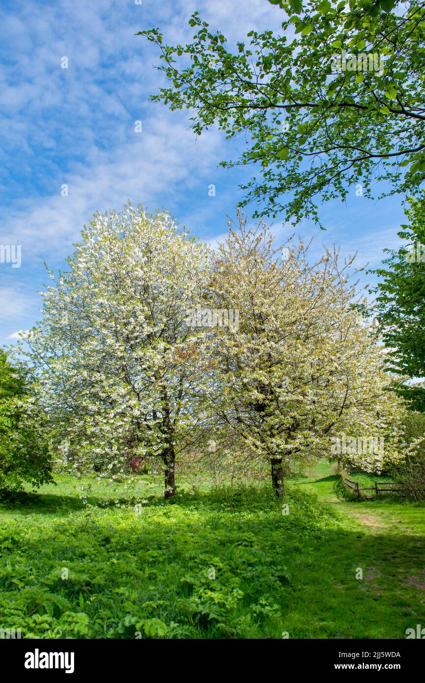 Hermoso paisaje de primavera con flores blancas de primavera en Cock Ridge, kingswood en Bristol, Reino Unido, en un hermoso día de sol de primavera con color azul brillante sk Foto de stock