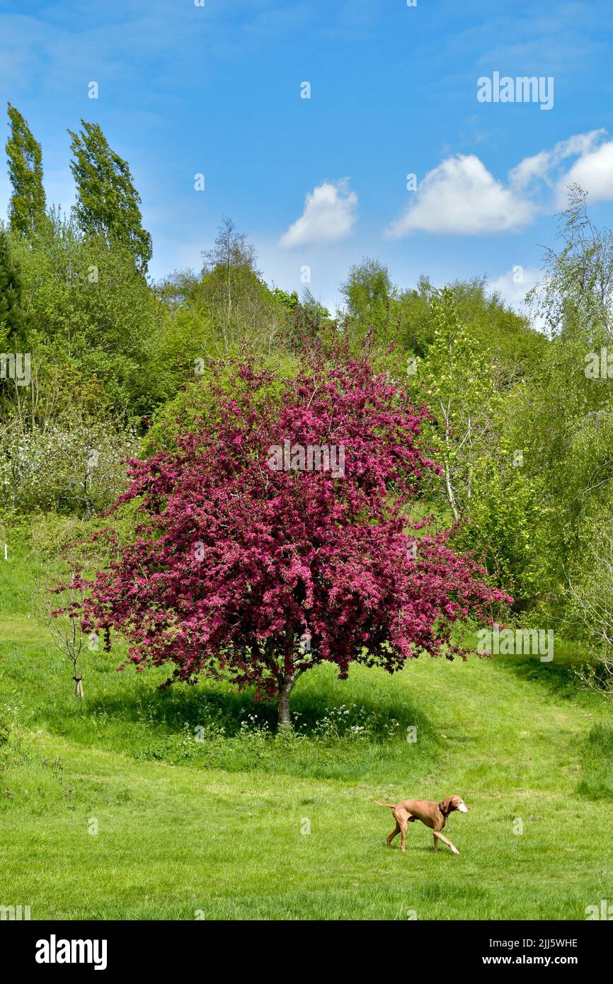 Hermoso paisaje primaveral con árbol de flores rojas en Cock Ridge, kingswood en Bristol, Reino Unido en un hermoso día soleado con cielo azul y perro corriendo Foto de stock
