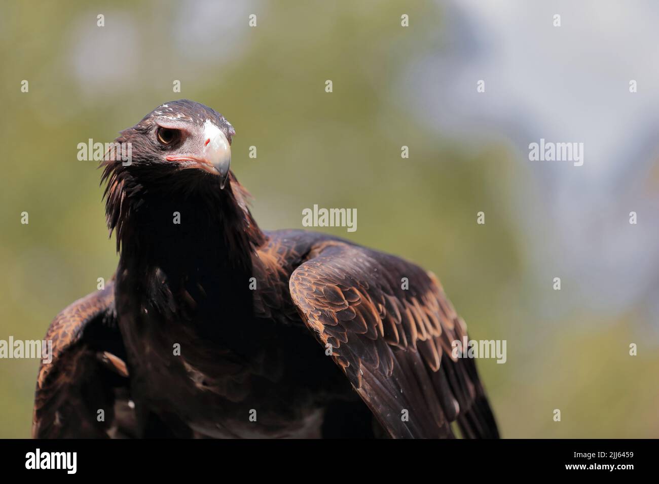 079 Aguila de cola cuña Aquila audax, ave de presa australiana más grande. Brisbane. Foto de stock