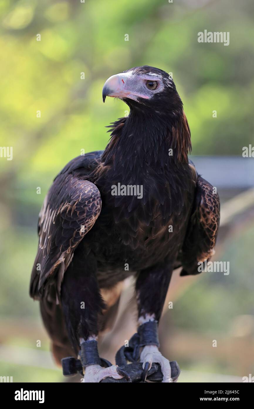 081 Aguila de cola cuña Aquila audax, ave de presa australiana más grande. Brisbane. Foto de stock