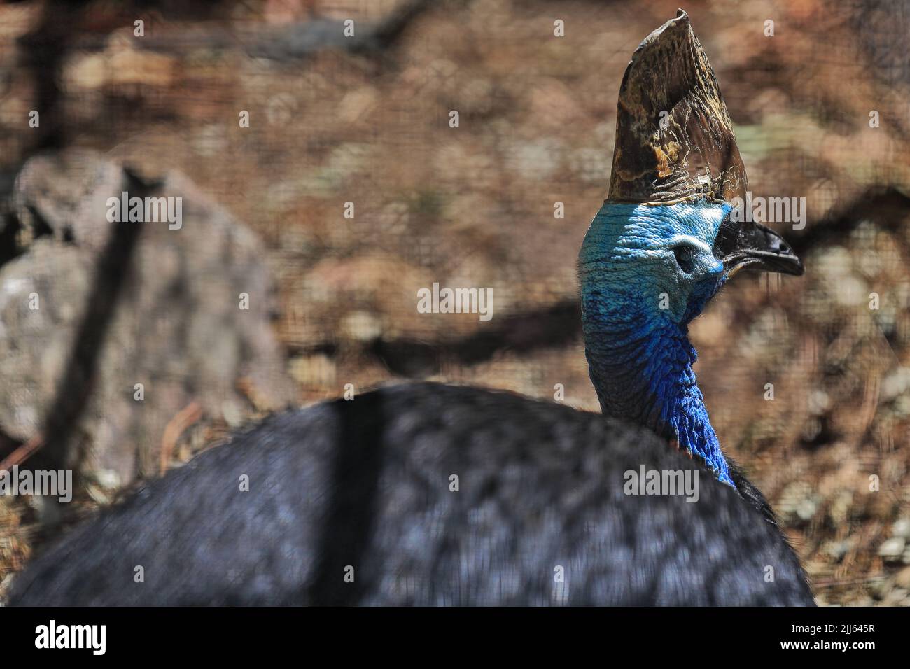 092 Cassowary del sur mostrando su casco óseo alto o la especie de aves más grande de casque-Australia. Brisbane-Queensland. Foto de stock