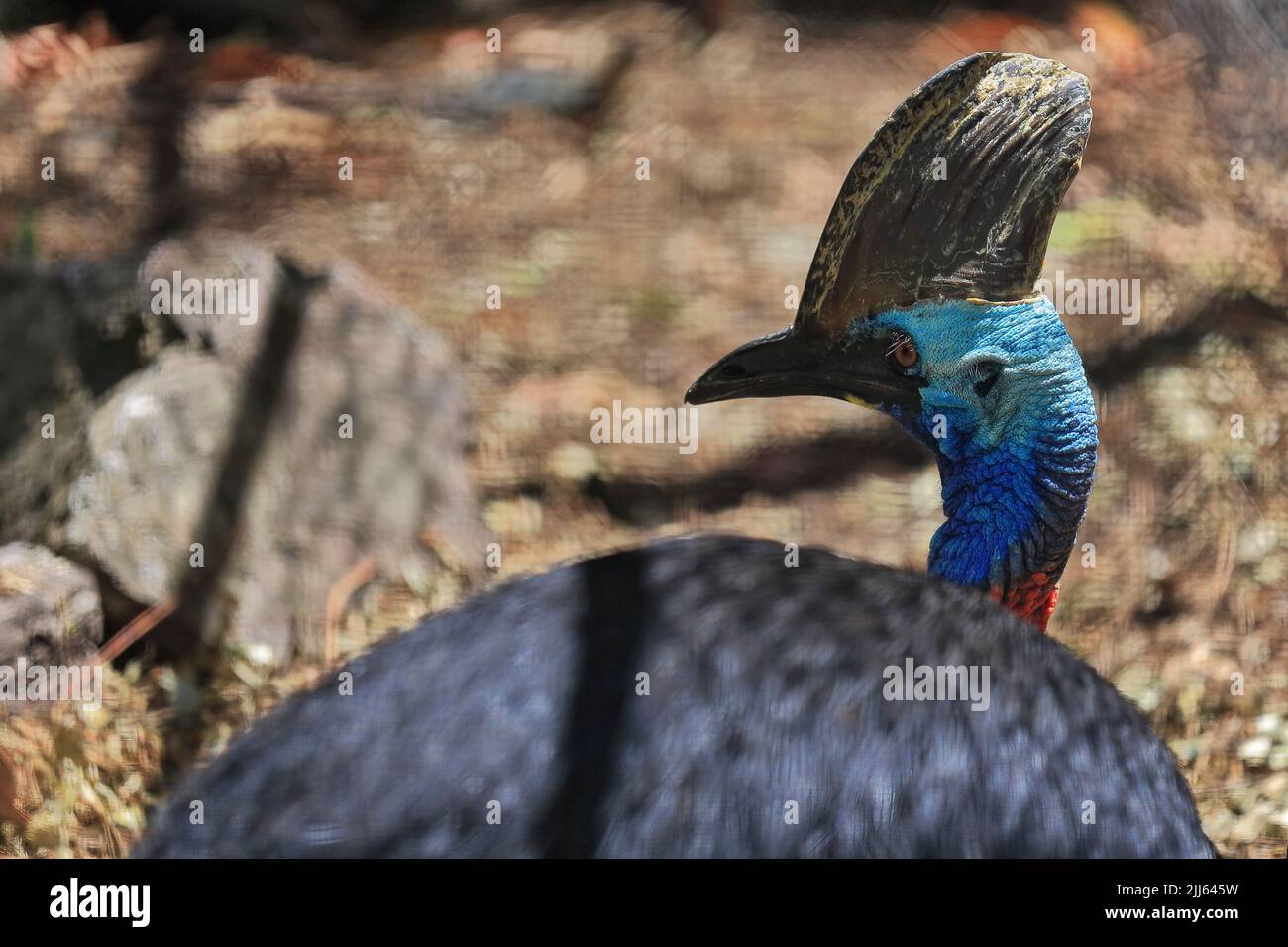 093 Cassowary del sur mostrando su casco óseo alto o la especie de aves más grande de casque-Australia. Brisbane-Queensland. Foto de stock