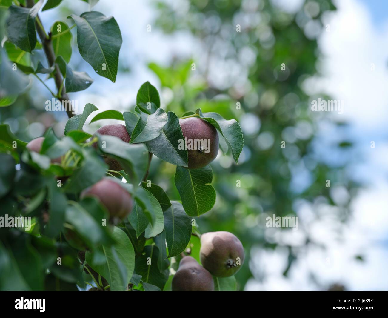 Peras orgánicas en un árbol. Primer plano. Foto de stock