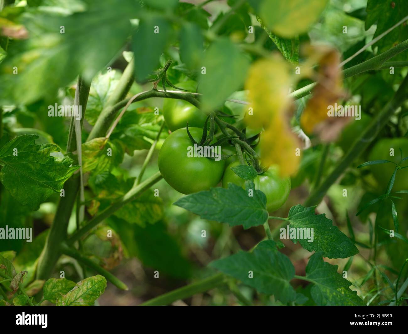Tomates inmaduros en una planta de tomate. Primer plano. Foto de stock