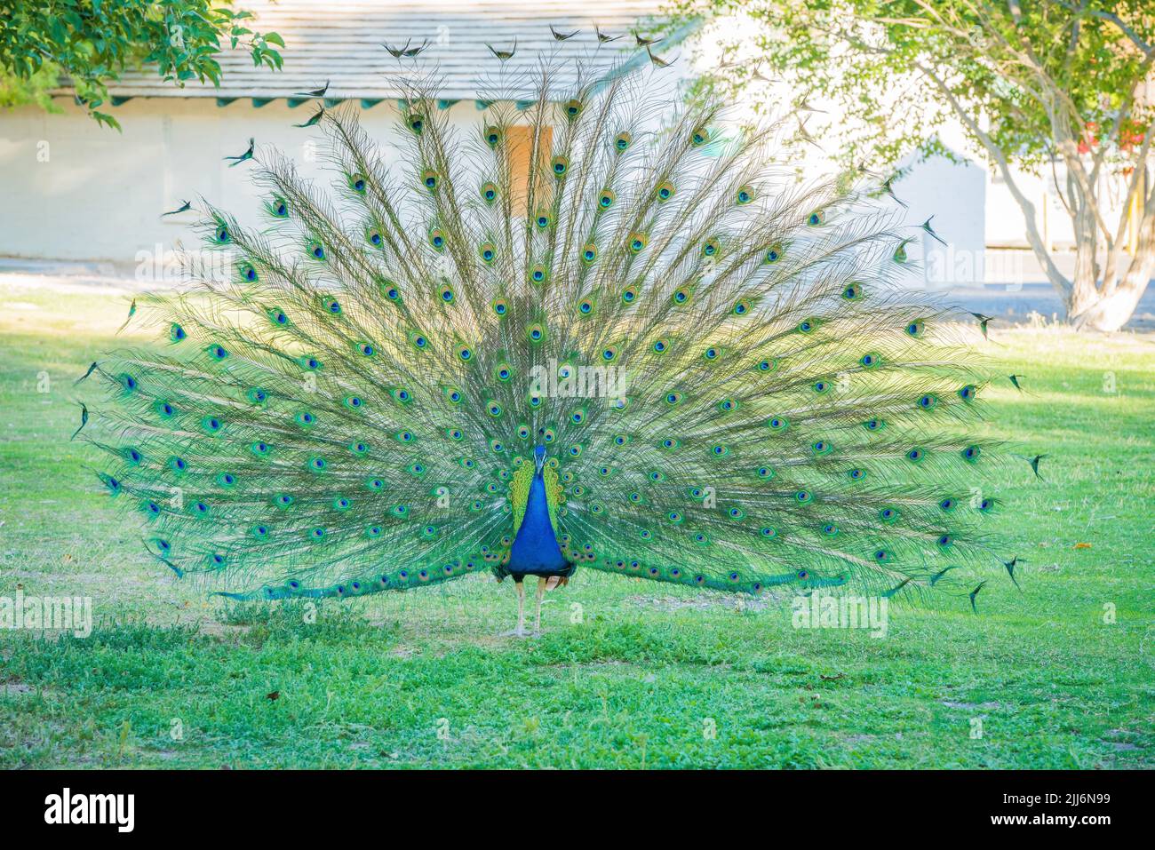 Un pavo real que abre sus grandes y hermosas plumas en un parque Foto de stock