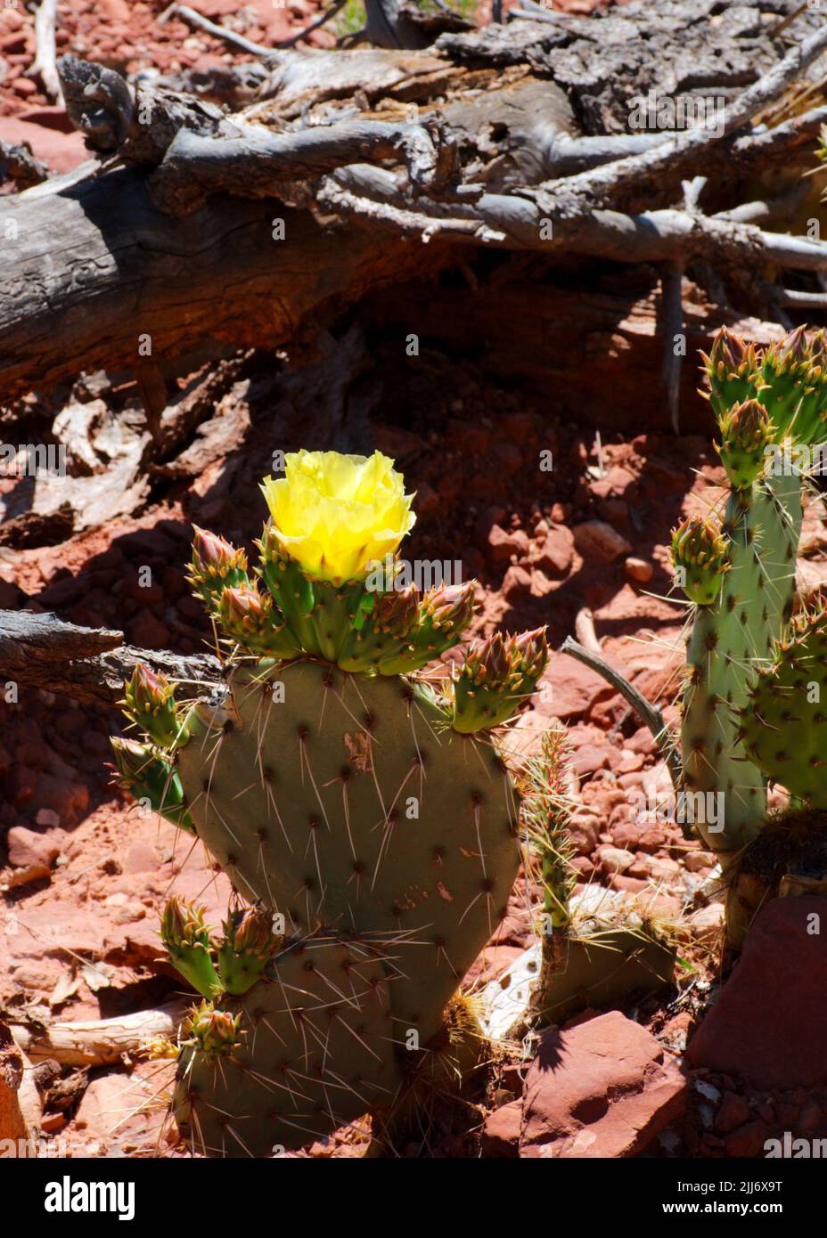 El cactus de Pera espinoso floreciendo cerca de Sedona, Arizona Foto de stock