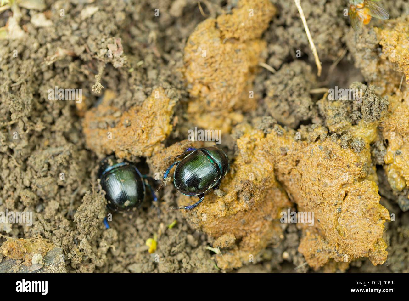 El escarabajo del dor del dor Geotrupes stercorarius, enterrando en los excrementos, el parque lineal de Cinderford, Gloucestershire, Reino Unido, Mayo Foto de stock