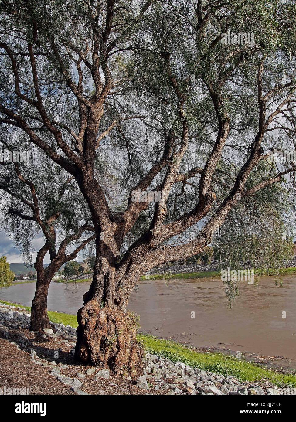 Árboles a lo largo del arroyo Alameda después de una fuerte tormenta invernal, Union City, California Foto de stock