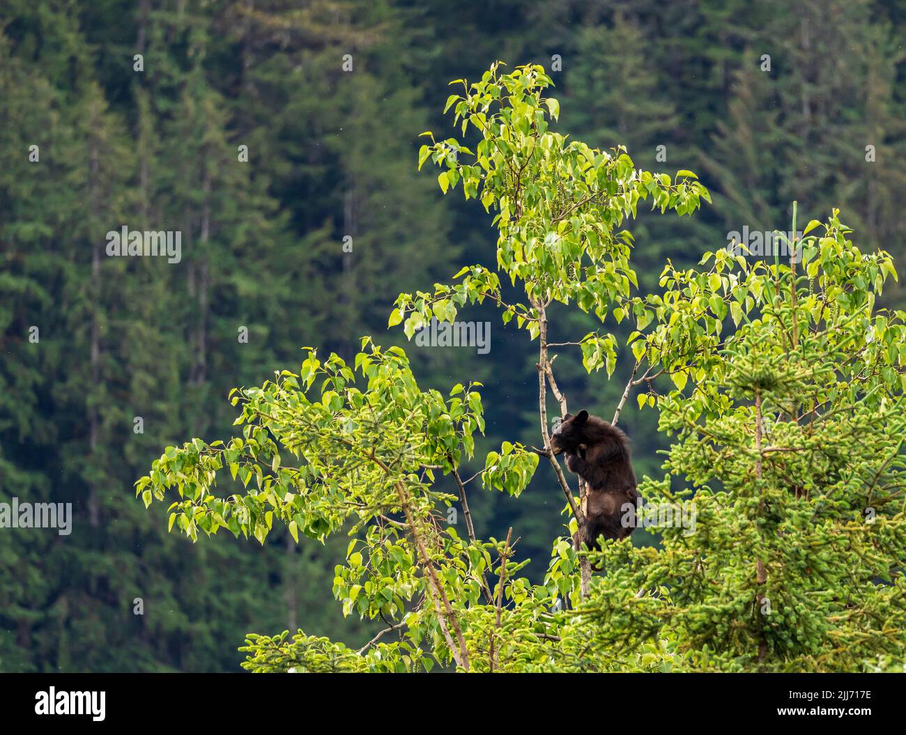 Oso marrón o tal vez negro cachorro trepando en lo alto de un árbol en busca de nuevo follaje para comer en Alaska Foto de stock
