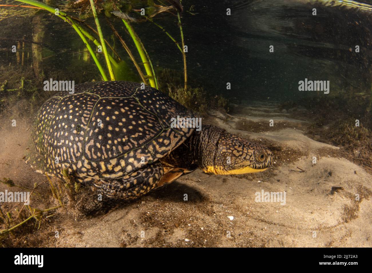 Una tortuga Blandings en peligro de extinción (Emydoidea blandingii) nadando bajo el agua en Wisconsin, EE.UU., Norteamérica. Foto de stock