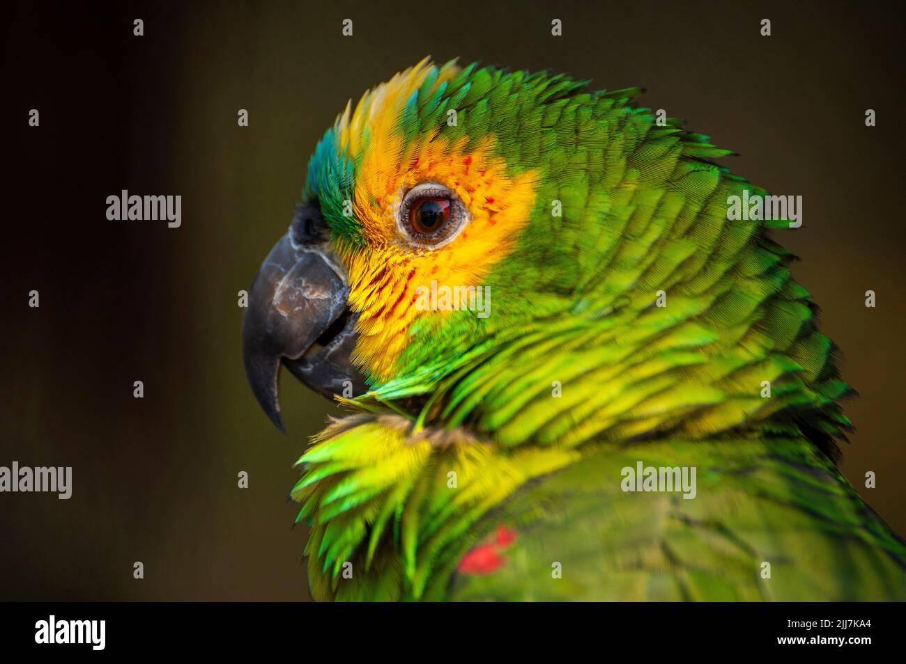 Loro Amazónico de frente azul, un ave brasileña común en el bosque amazónico Foto de stock