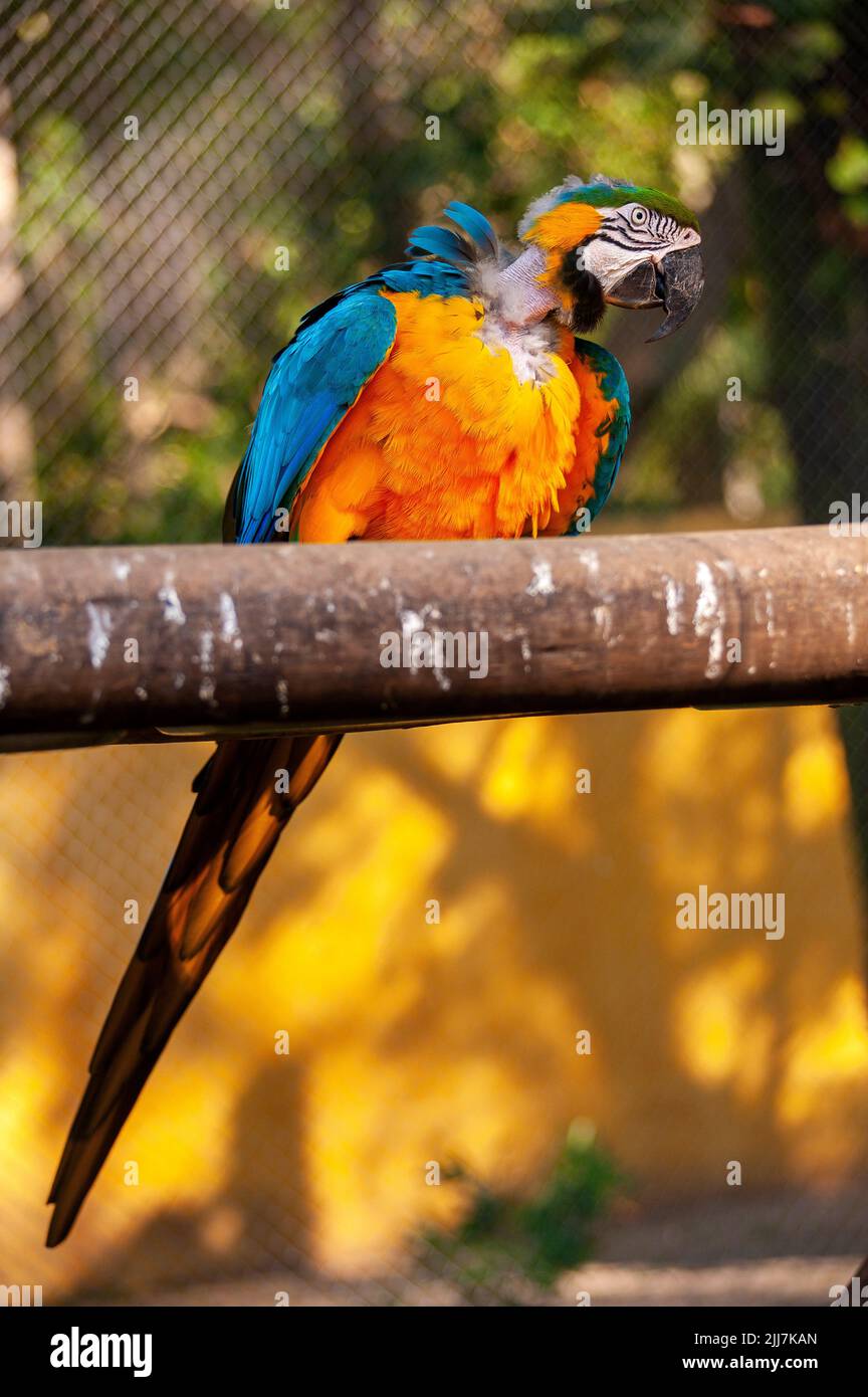 Guacamayo azul y amarillo, un ave típica de los bosques brasileños Foto de stock