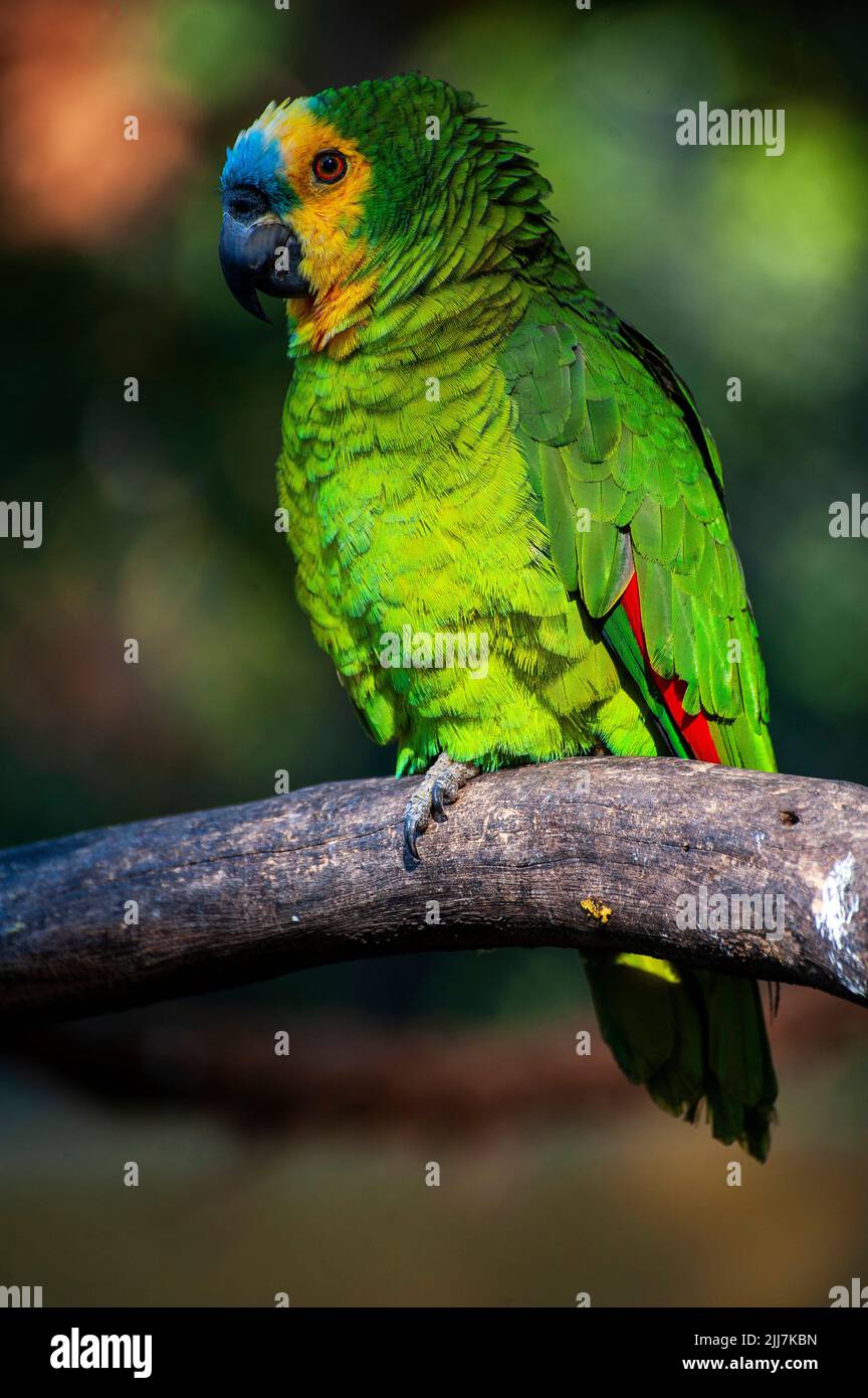Loro Amazónico de frente azul, un ave brasileña común en el bosque amazónico Foto de stock
