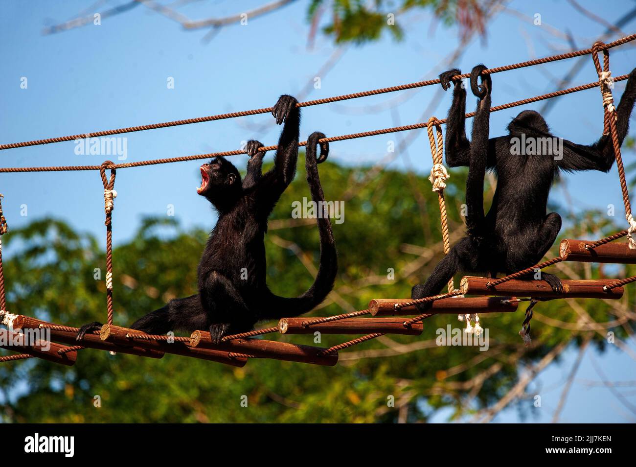 Mono araña, un primate que tiene una cola prensile, muy común en la selva amazónica, Brasil Foto de stock