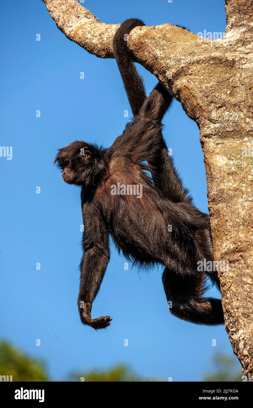 Mono araña, un primate que tiene una cola prensile, muy común en la selva amazónica, Brasil Foto de stock