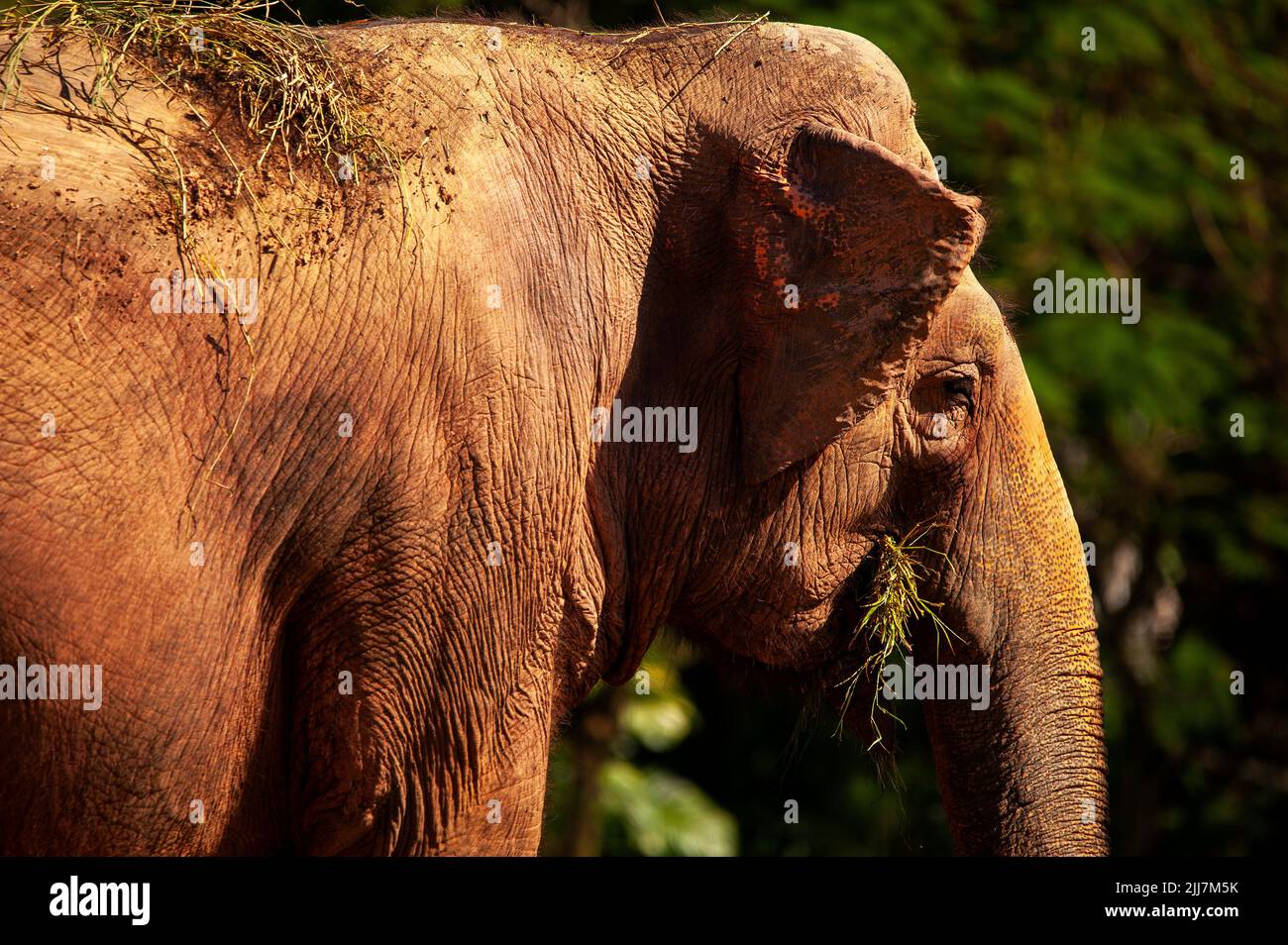 El elefante asiático tiene un oído muy pequeño comparado con su contraparte africana. Foto de stock