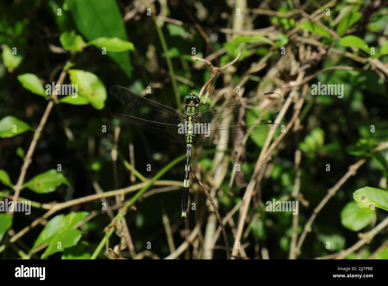 Vista de ángulo alto de una libélula verde y negra esperando en la parte superior de un tallo de un árbol en un día soleado Foto de stock