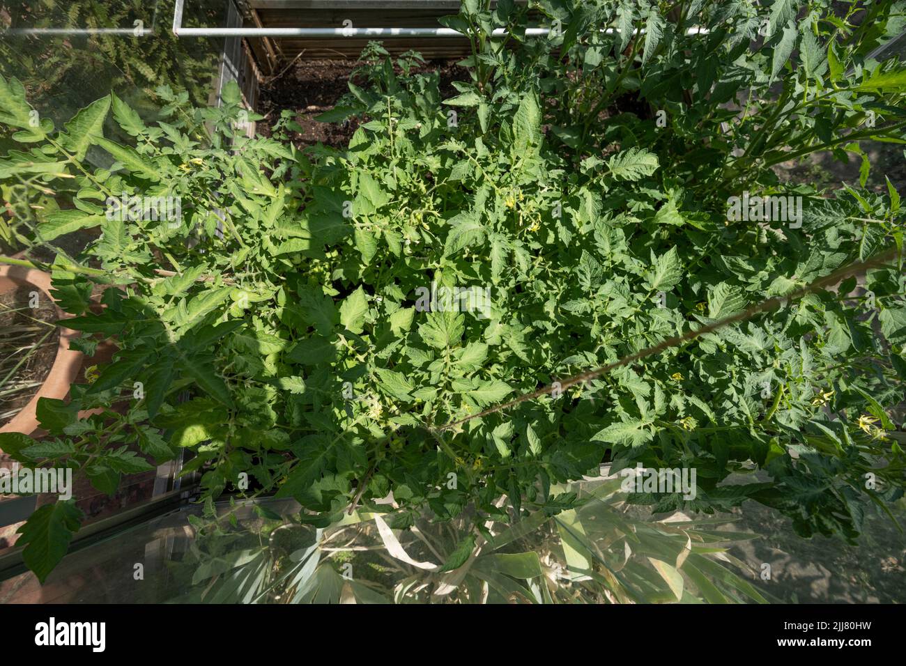 Wimbledon, Londres, Reino Unido. 23 de julio de 2022. Plantas de tomate que crecen en un marco frío durante la ola de calor en julio de 2022 Foto de stock