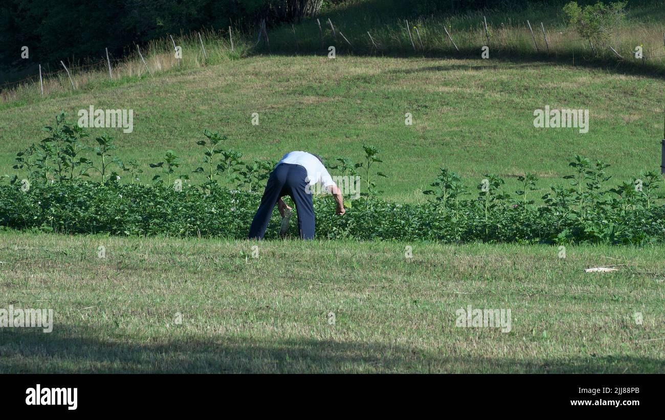 Agricultor trabajador en un campo de hortalizas en Serbia Foto de stock