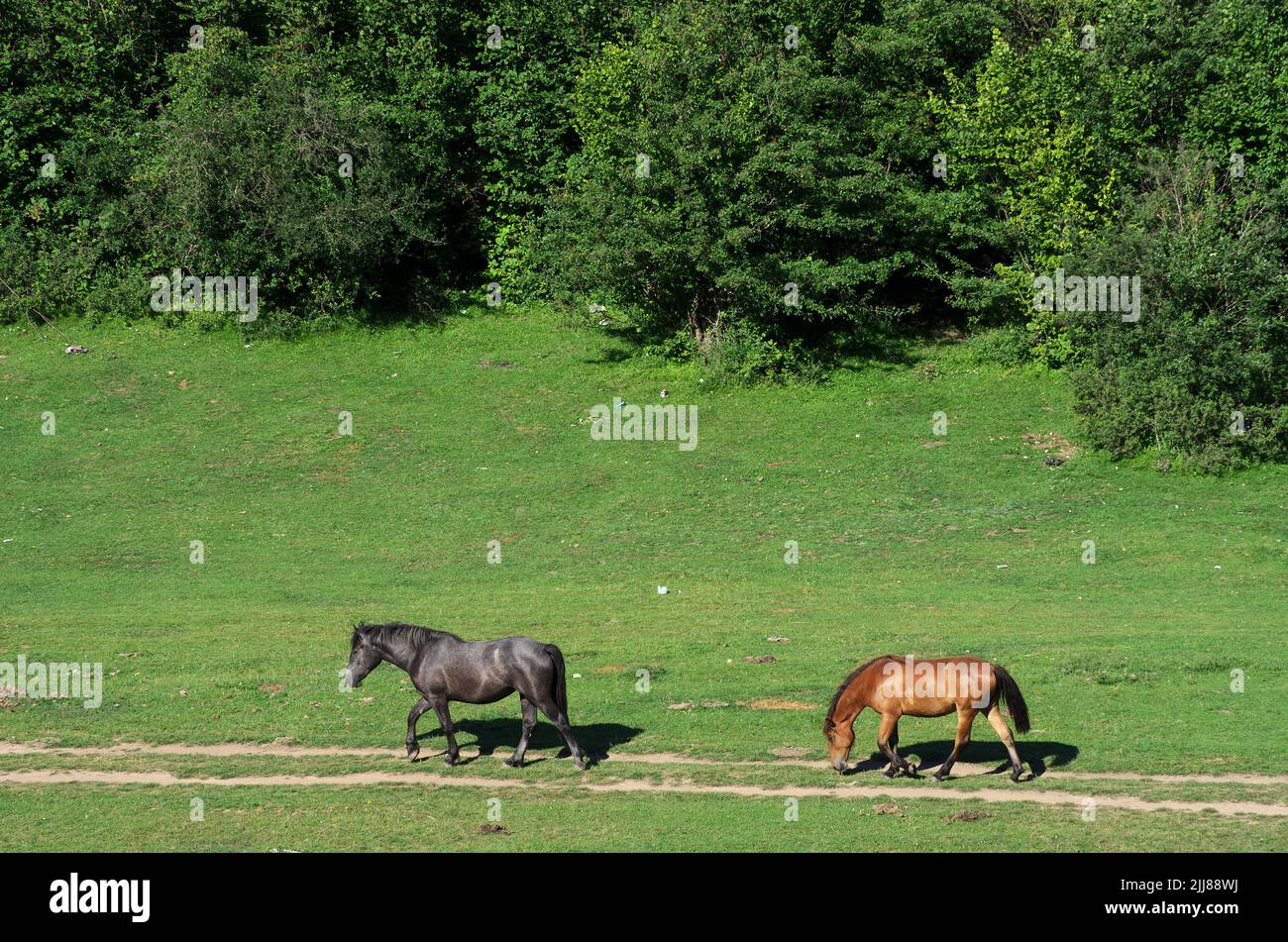 Dos caballos salvajes en el campo de Serbia Foto de stock